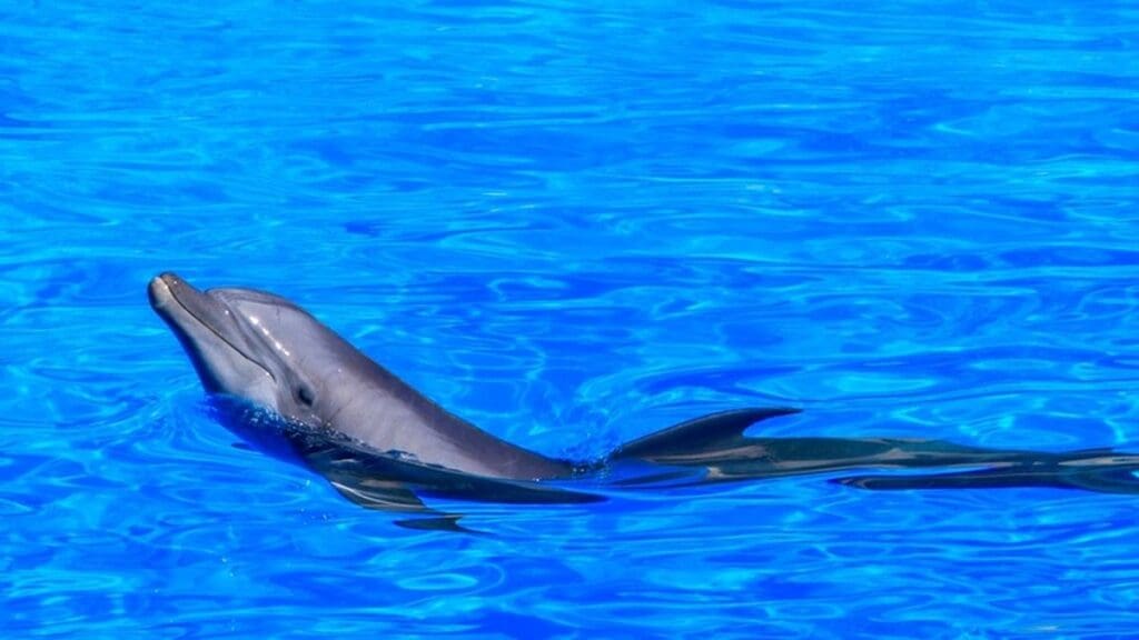 Vykoupení z věznice Shawshank. Zítra vysílá Nova Cinema  nejdojemnější film s Morganem Freemanem. Popláče si celá rodina